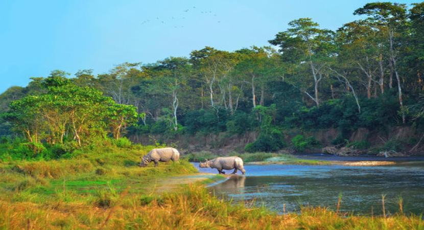  Jungle Safari