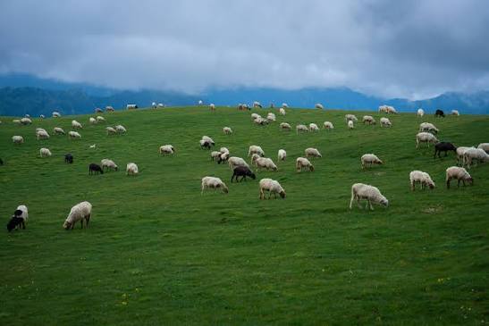 Dhorpatan Hunting Reserve