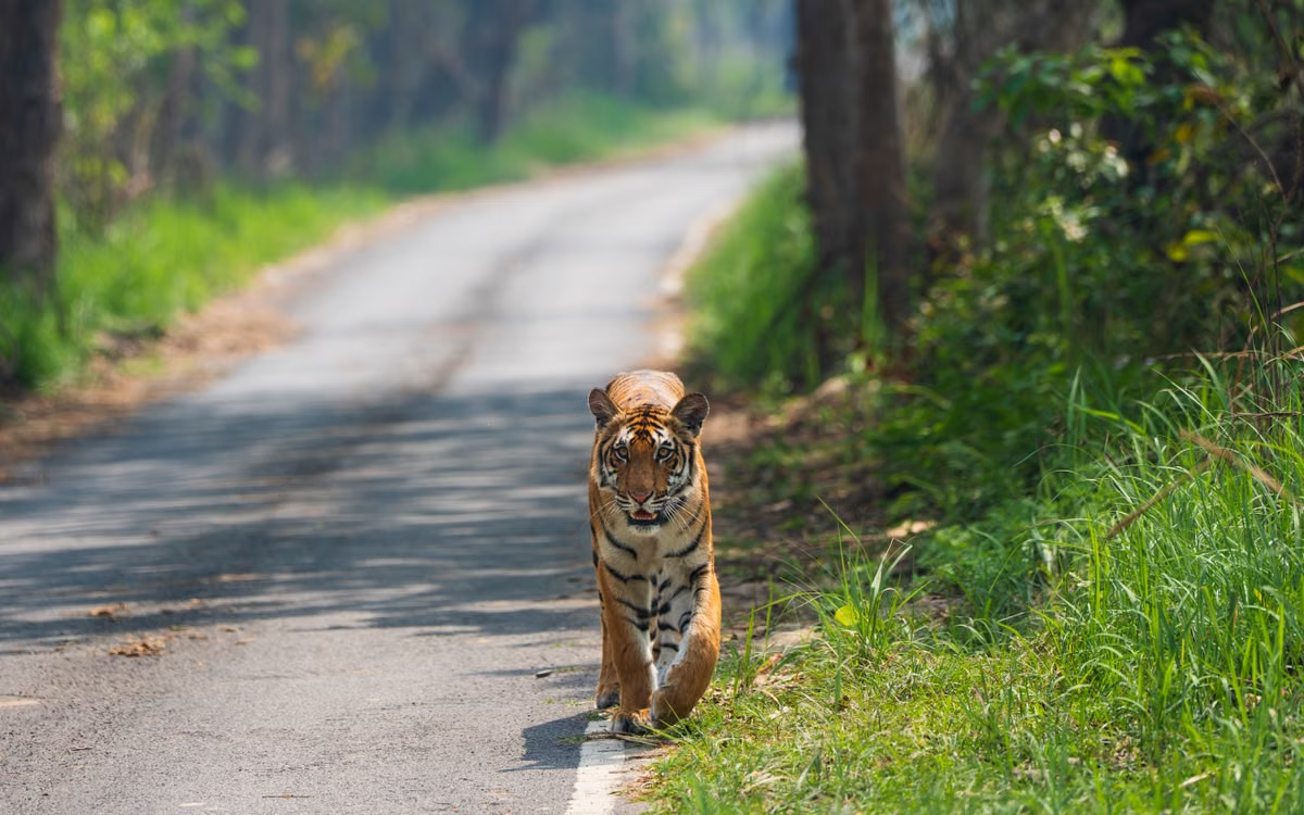 Bardia National Park Wildlife Safari